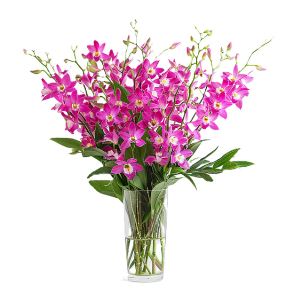 Fête des Mères 50 fleurs d'orchidées