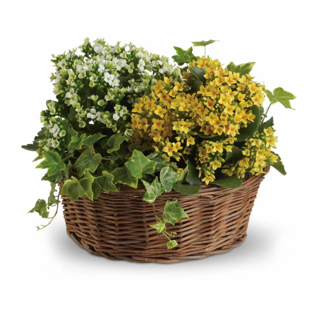 Panier de jardinière généreux