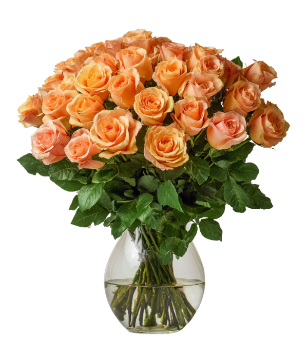 36 roses oranges à longues tiges