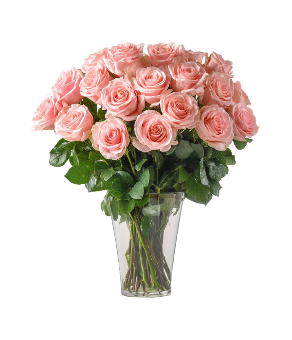 36 roses roses à longue tige