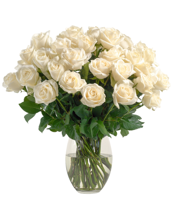 36 roses blanches à longues tiges
